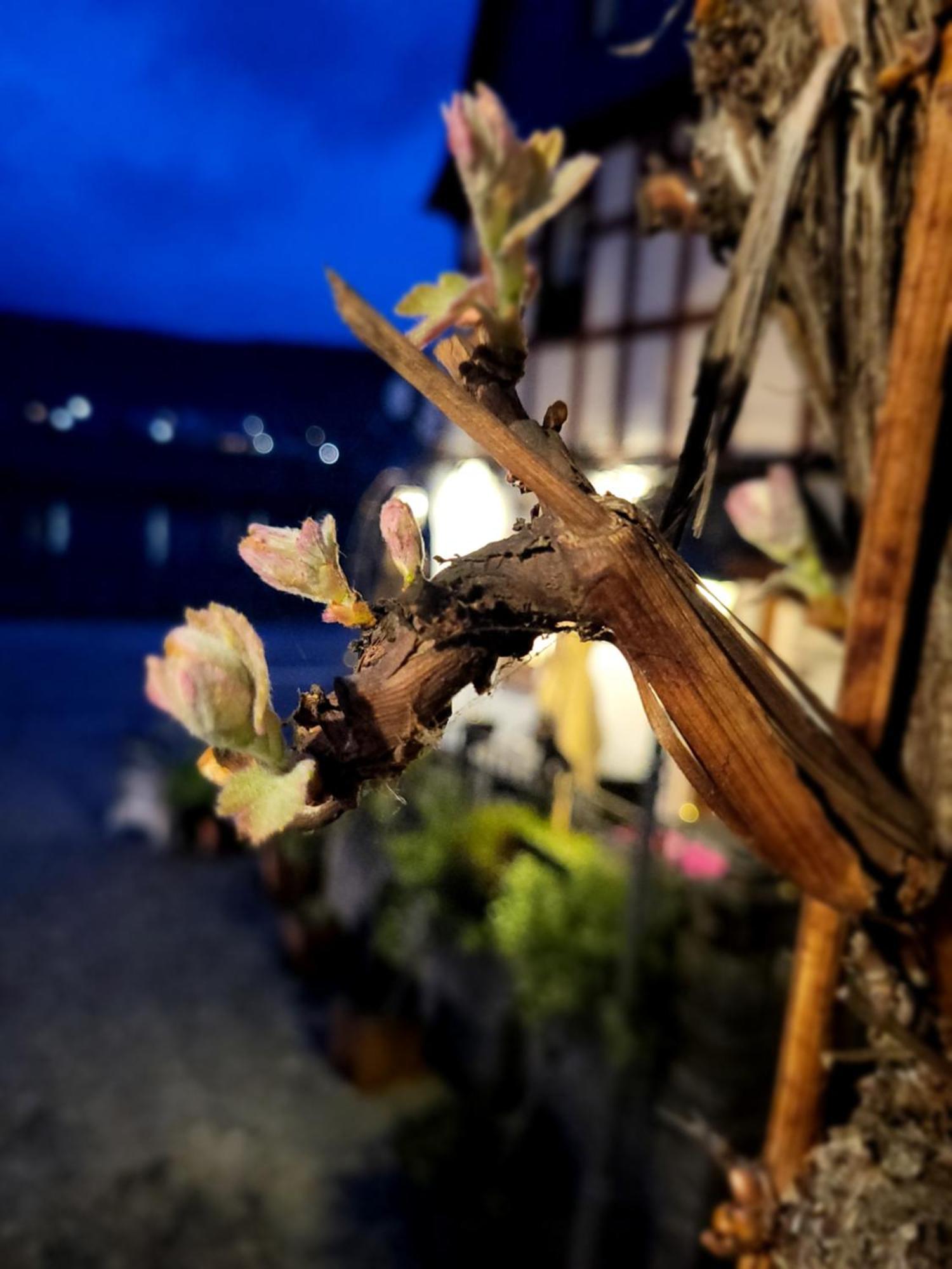 Hotel Restaurant Alte Stadtmauer Beilstein  Εξωτερικό φωτογραφία